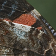 Vanessa atalanta